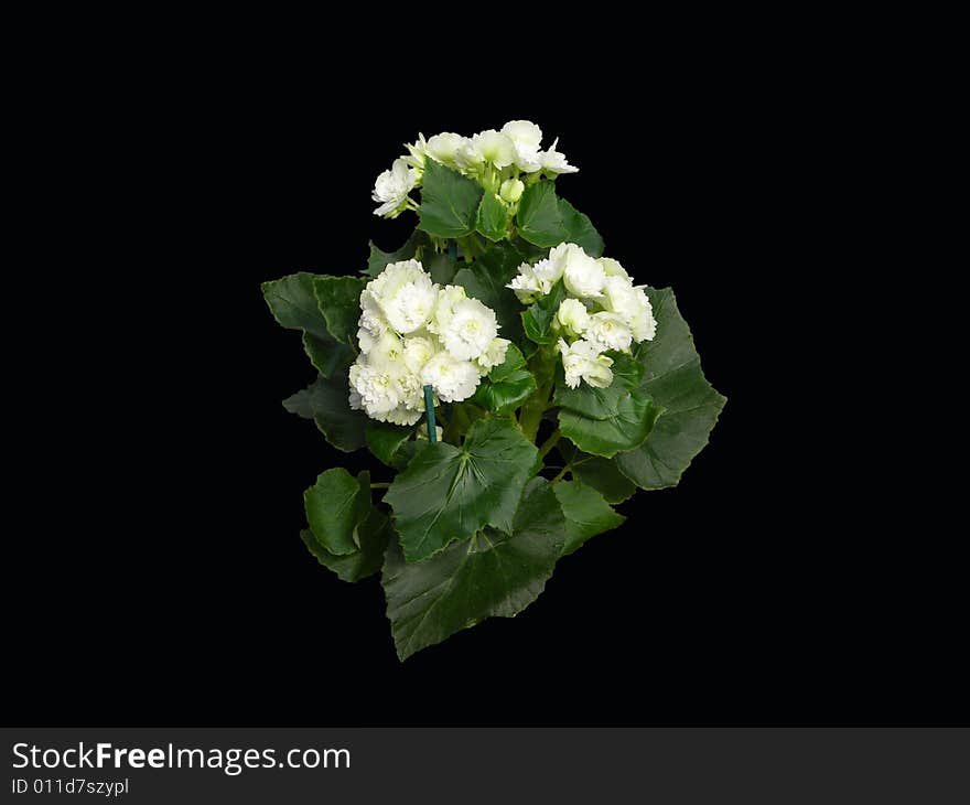 Begonia Reiger white flower begoniaceae