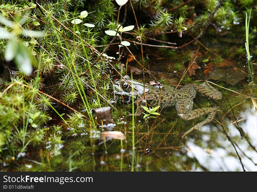 Big green frog in water