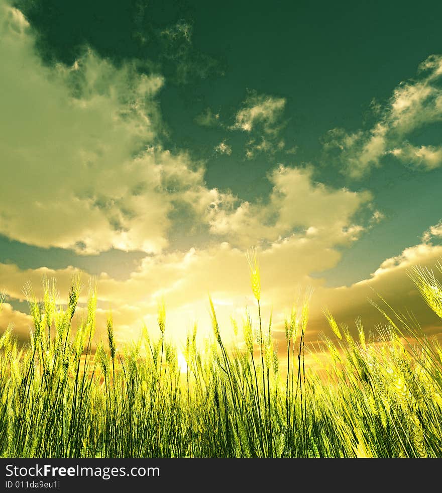 Golden Wheat Field