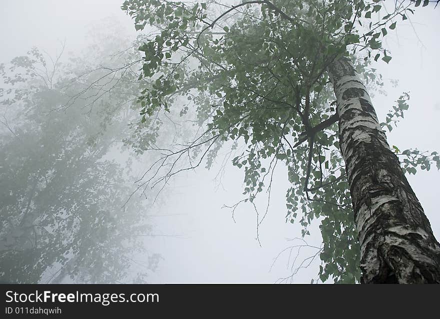 Trees in fog