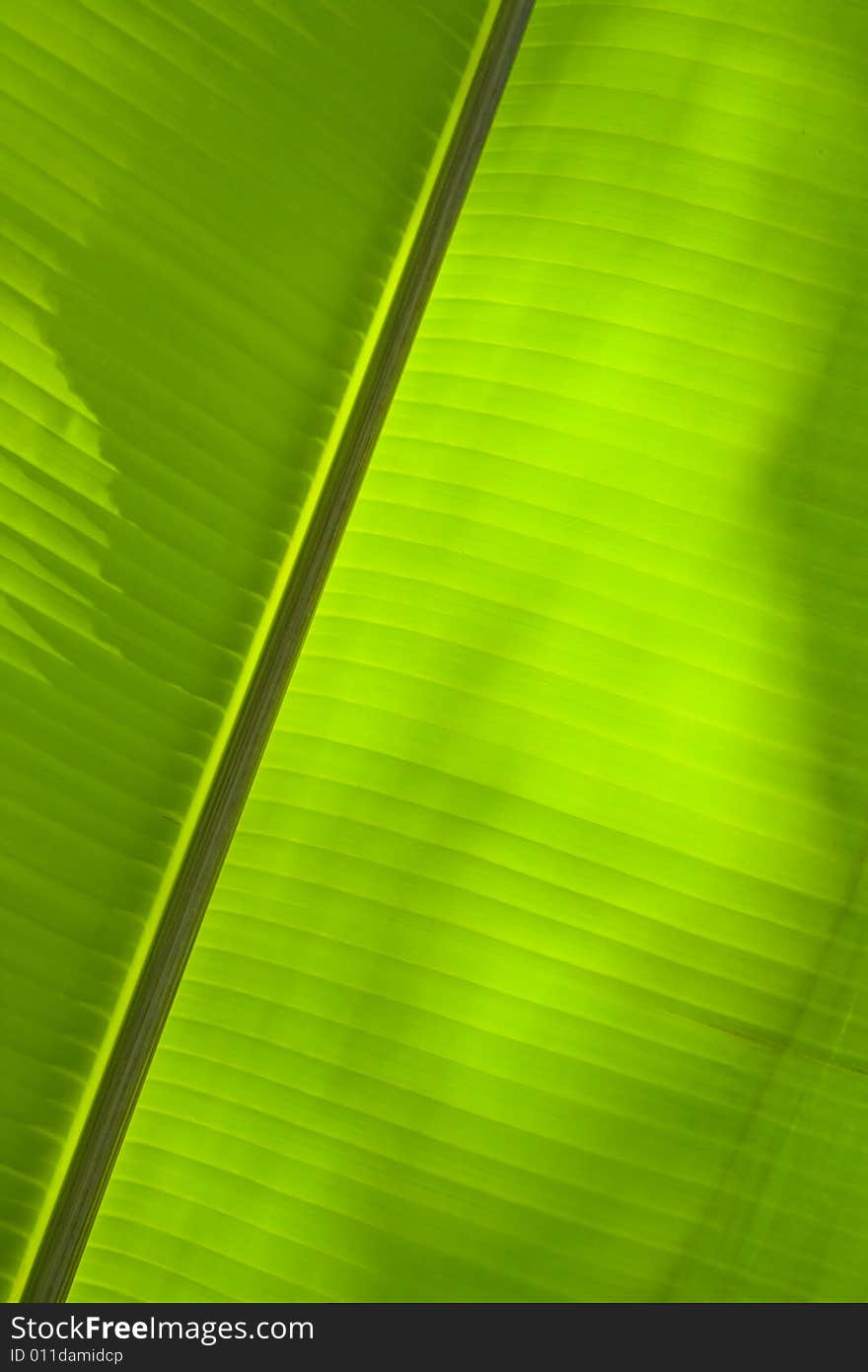 Banana leaf background