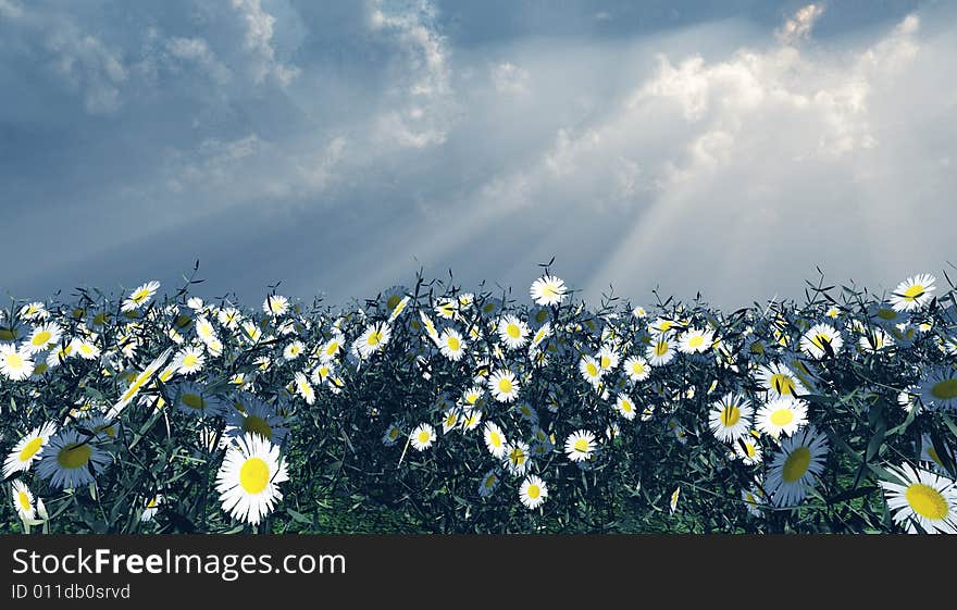 Beautiful field of flowers in the god rays. Beautiful field of flowers in the god rays