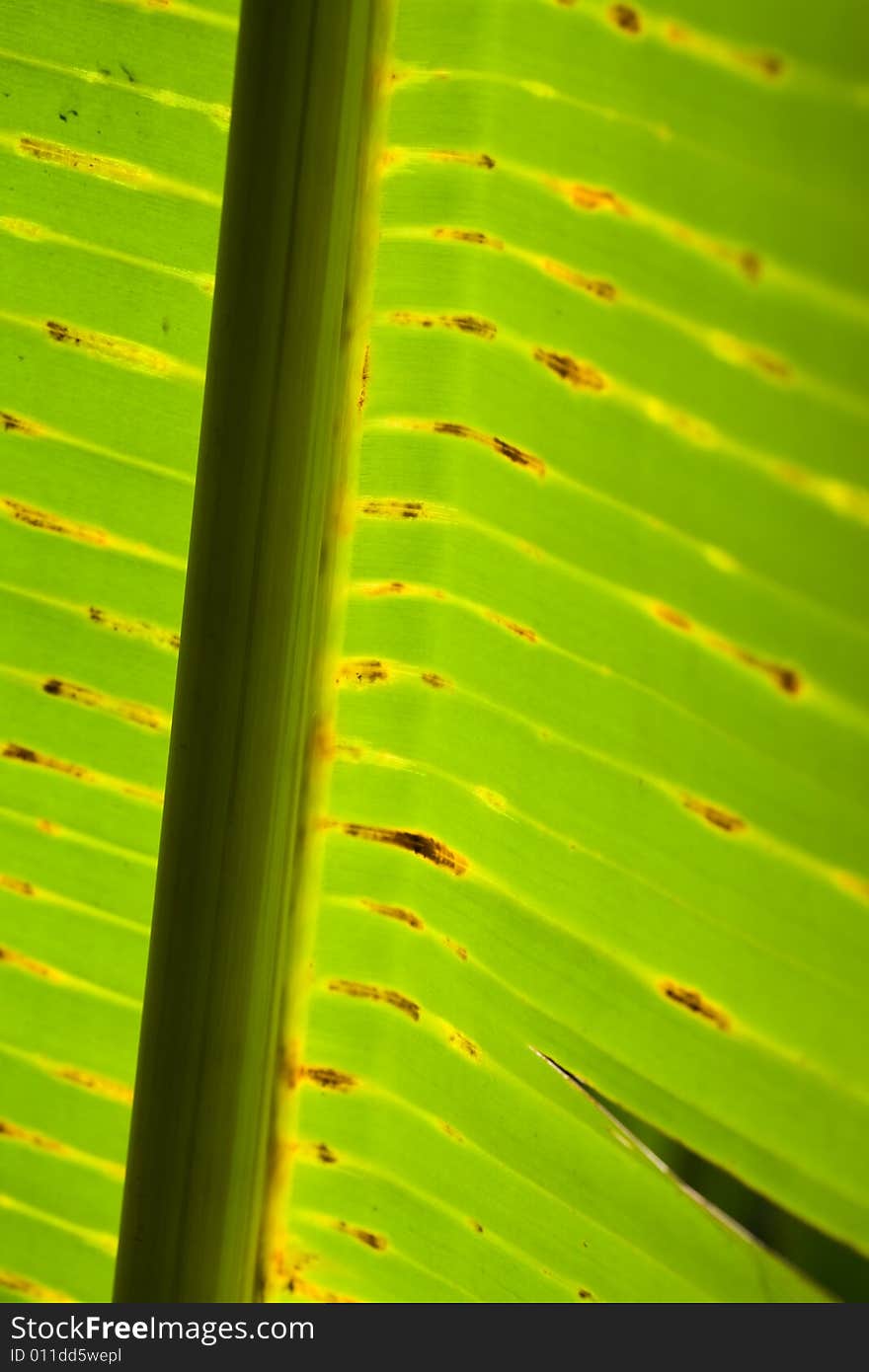 Banana leaf background