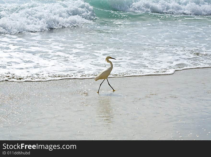 Snowy Egret