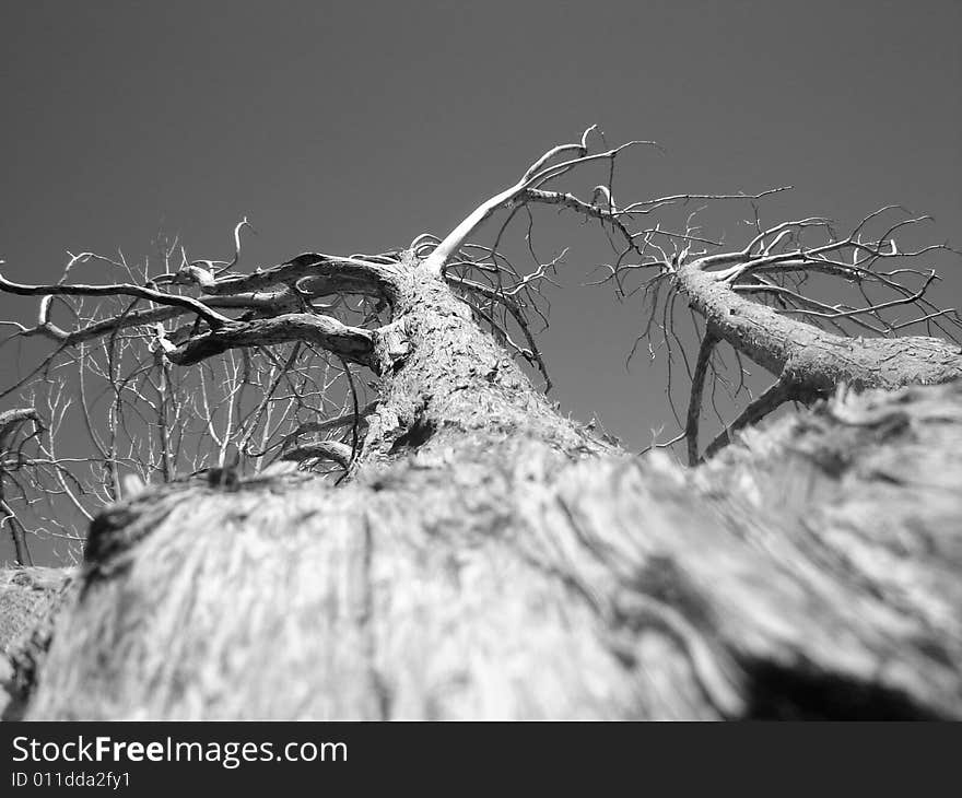 A Fallen Tree on the Edge of a Cliff Overlooking the Grand Canyon.