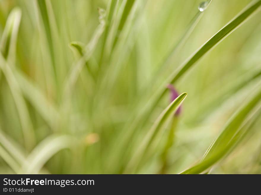 Abstract background of grass leaves and dew drops. Abstract background of grass leaves and dew drops