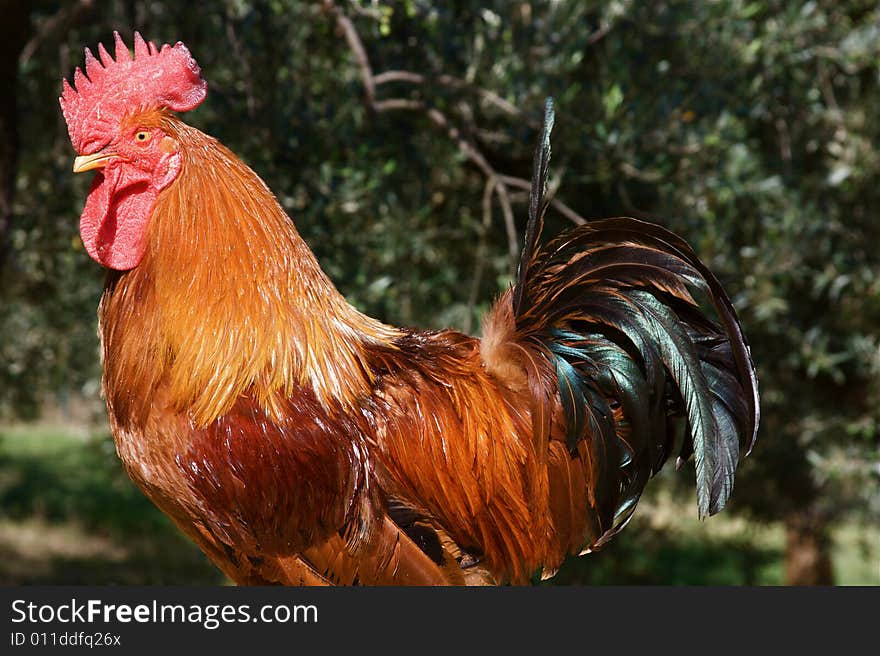 Colourful Cockerel in a farmyard setting