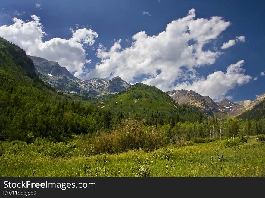 Mountain Meadow