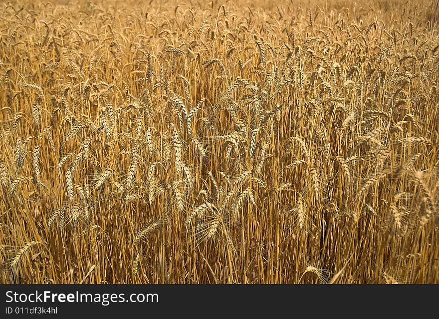 Wheaten field, background,gold wheat