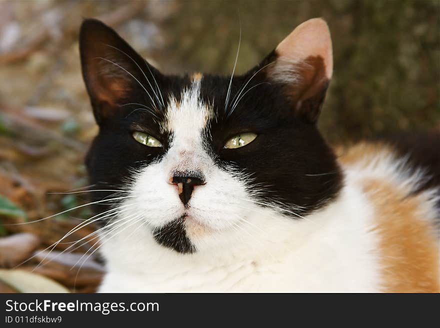 Photo of european tricolor cat. Photo of european tricolor cat