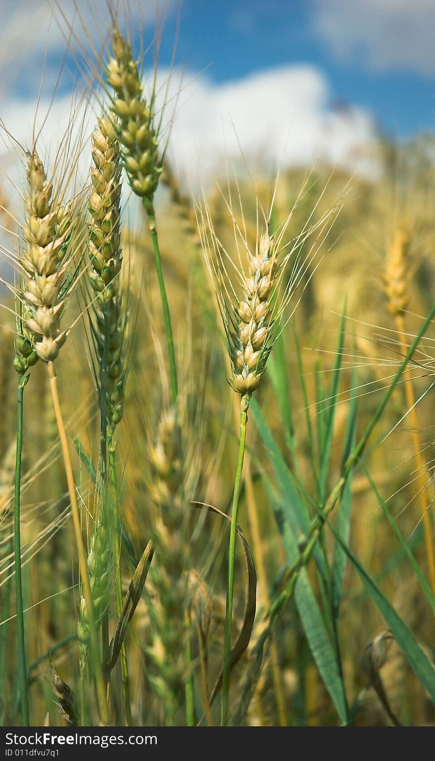 Wheat close-up