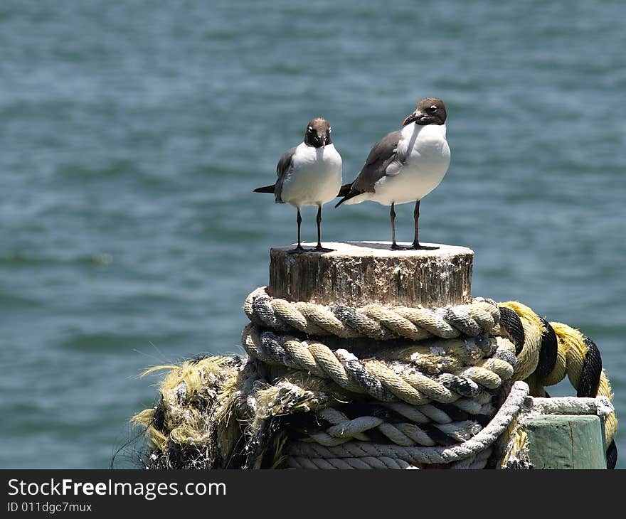 Horizontal photo of a seagull couple sitting on a piling. Horizontal photo of a seagull couple sitting on a piling