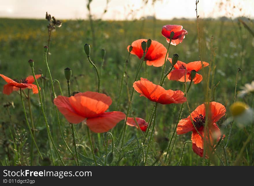 Poppies on a field