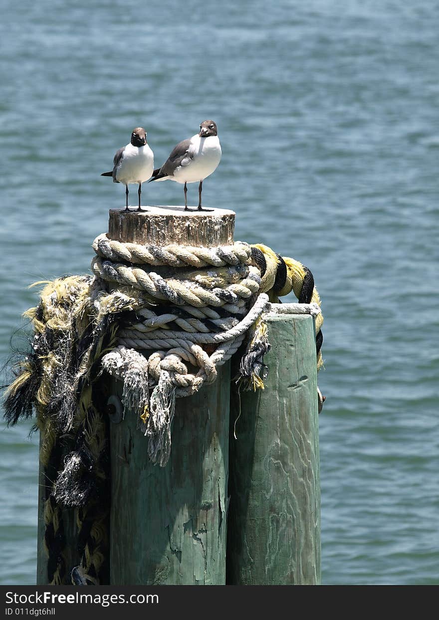 Seagull couple vertical, photo of a seagull couple sitting on a piling