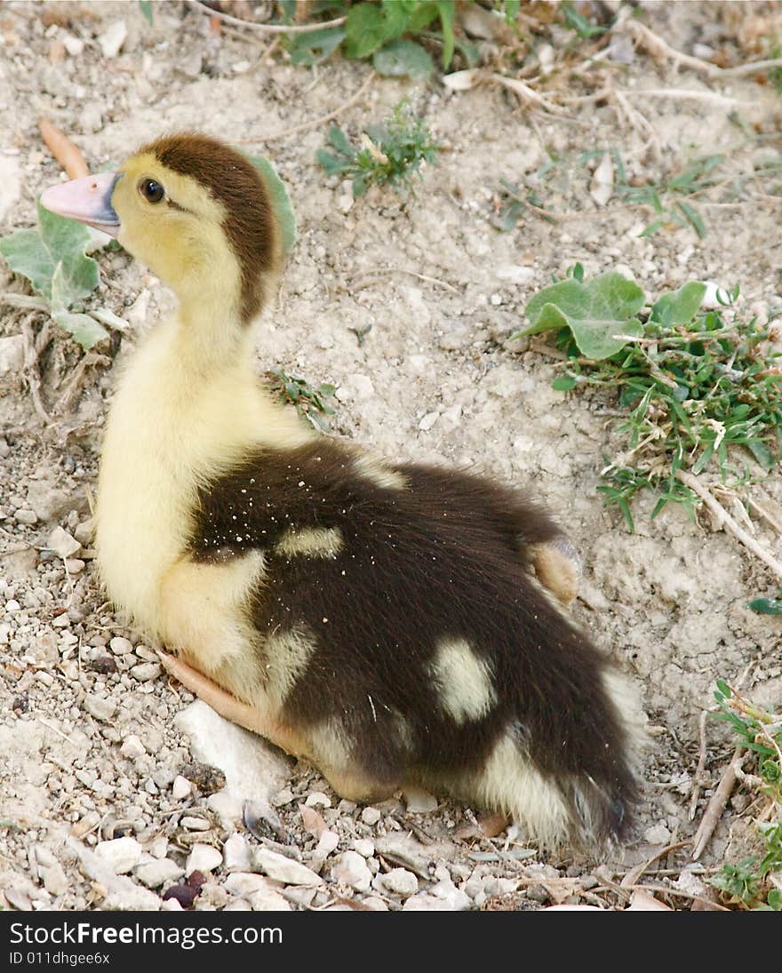 Portrait of baby duck yellow and black