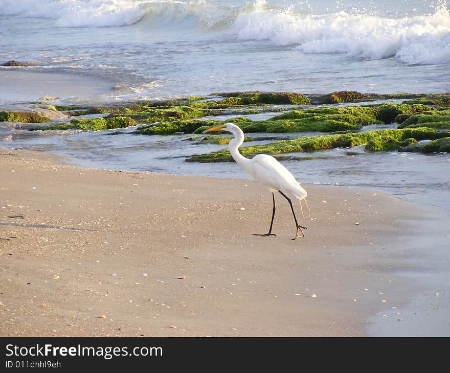 White Heron On The Beach