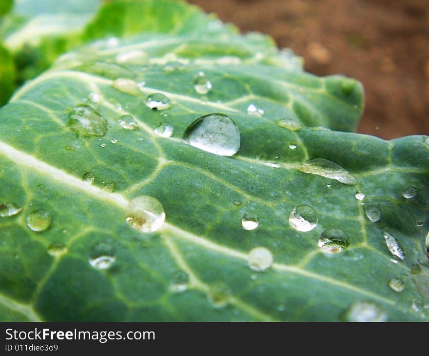 A cabbage leaf after rain.