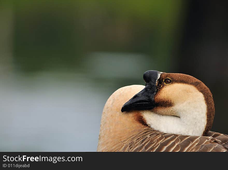 A picture of a brown goose at a farm. A picture of a brown goose at a farm