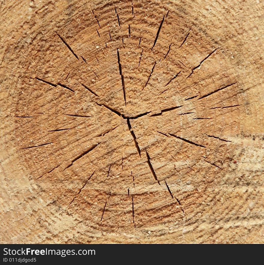 Cut of a pine