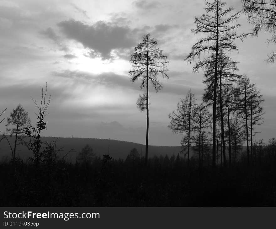 Sunset in forest