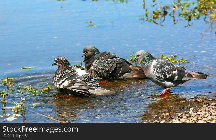 Pigeons bathe in lake at hot weather. Pigeons bathe in lake at hot weather