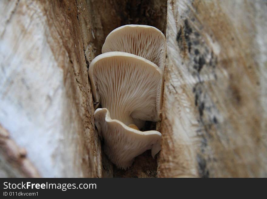 Looking up at the underside of 3 mushrooms growing out of a tree. Looking up at the underside of 3 mushrooms growing out of a tree