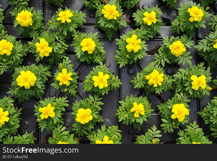 Flowers in pot in the greenhouses. Flowers in pot in the greenhouses