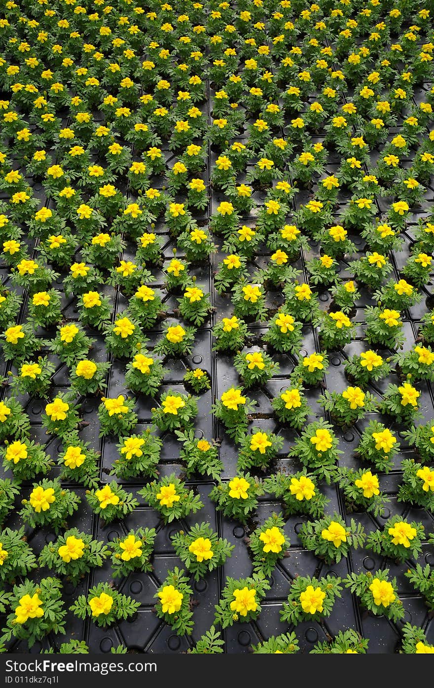 Thousands of potted flowers