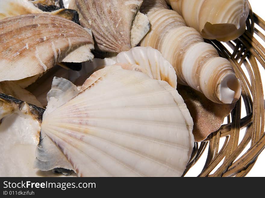 Seashells In A Basket