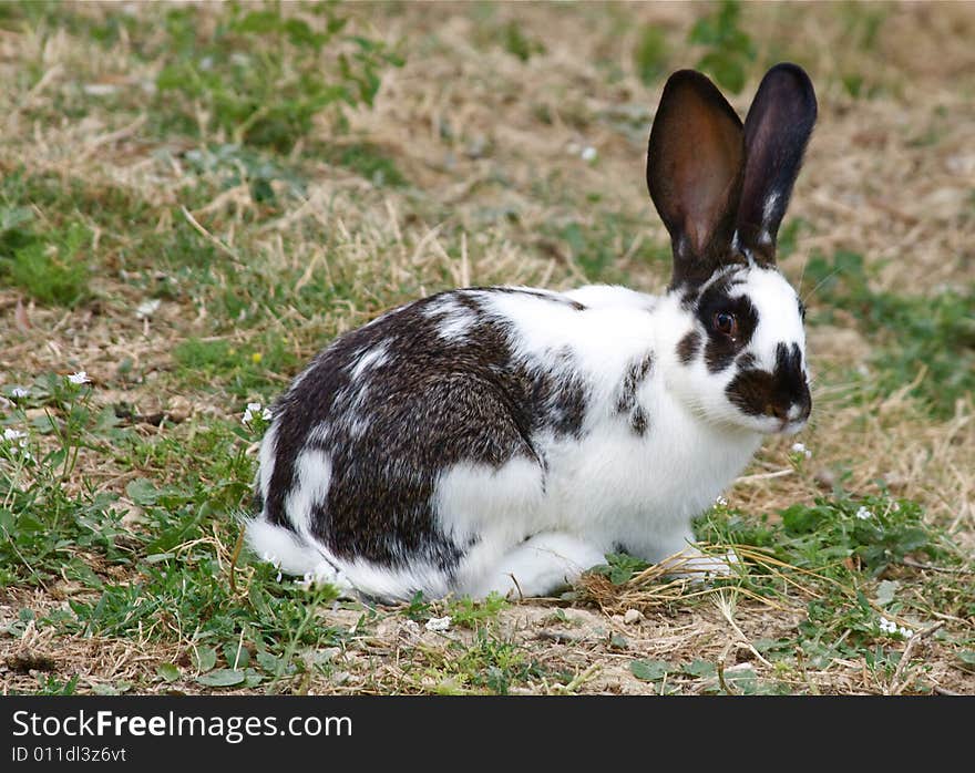 Portrait of cute bunny black and white