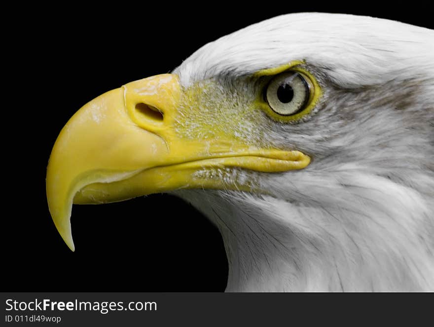 Portrait of a bald eagle