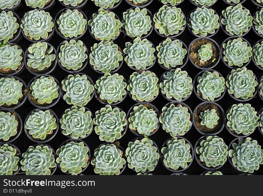 Young Succulents