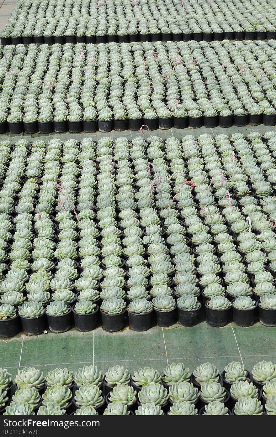 Thousands of seedlings