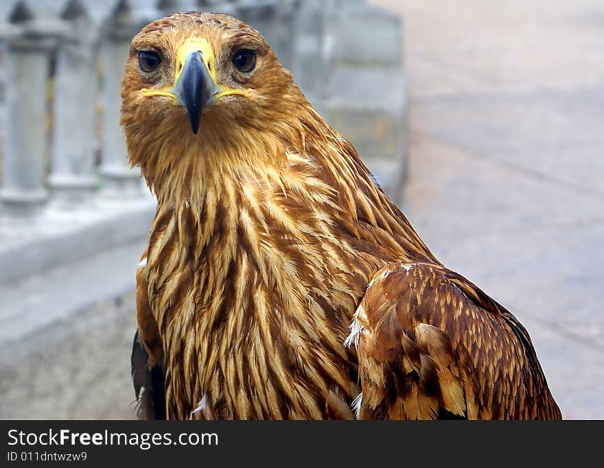 Portrait of a bald eagle against a neutral background