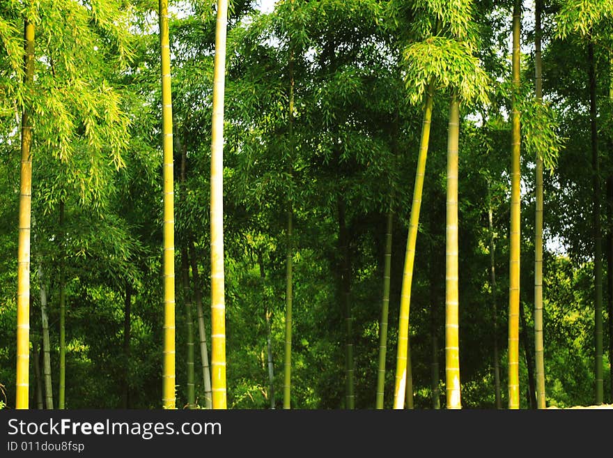 The green infinity of a forest of bamboos