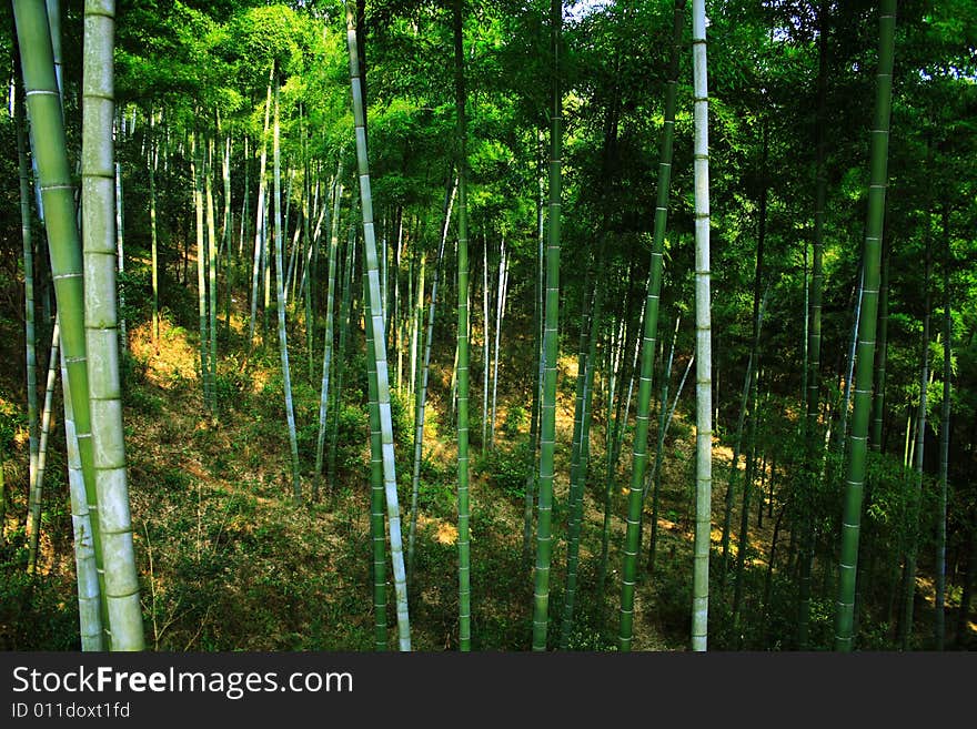 The green infinity of a forest of bamboos