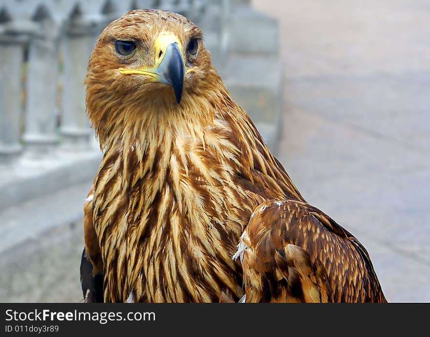 Portrait of a bald eagle against a neutral background.