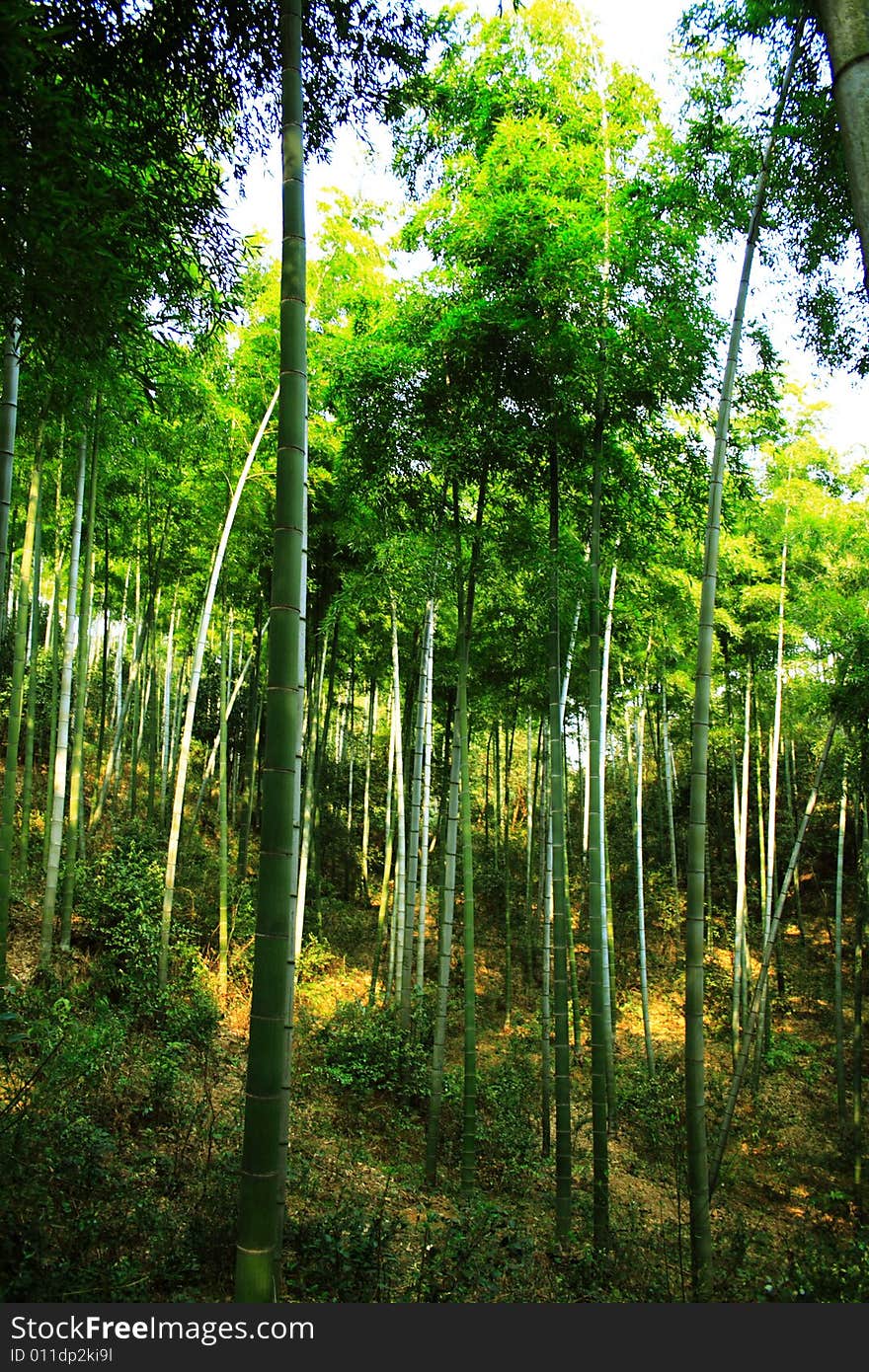 The green infinity of a forest of bamboos