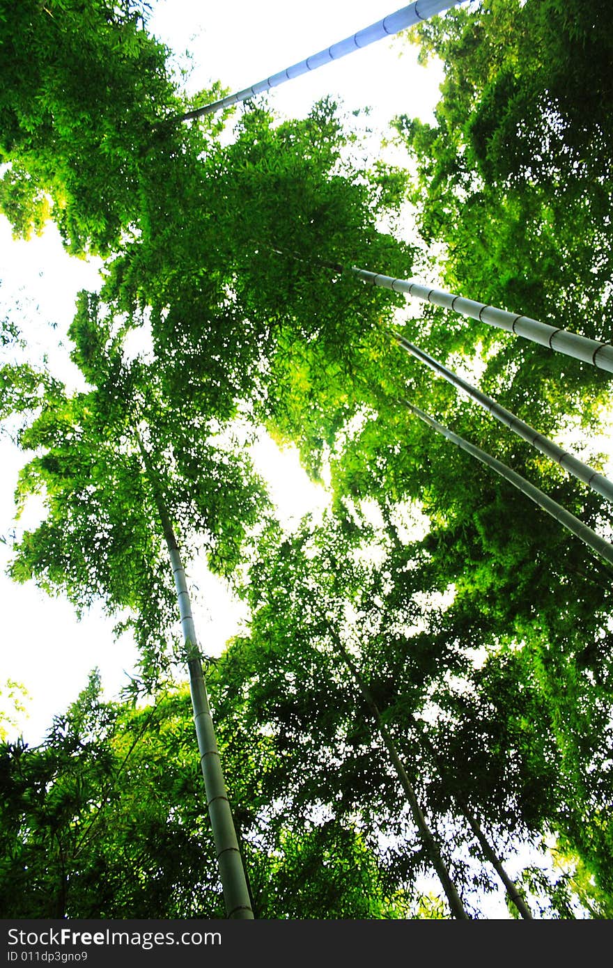 The green infinity of a forest of bamboos