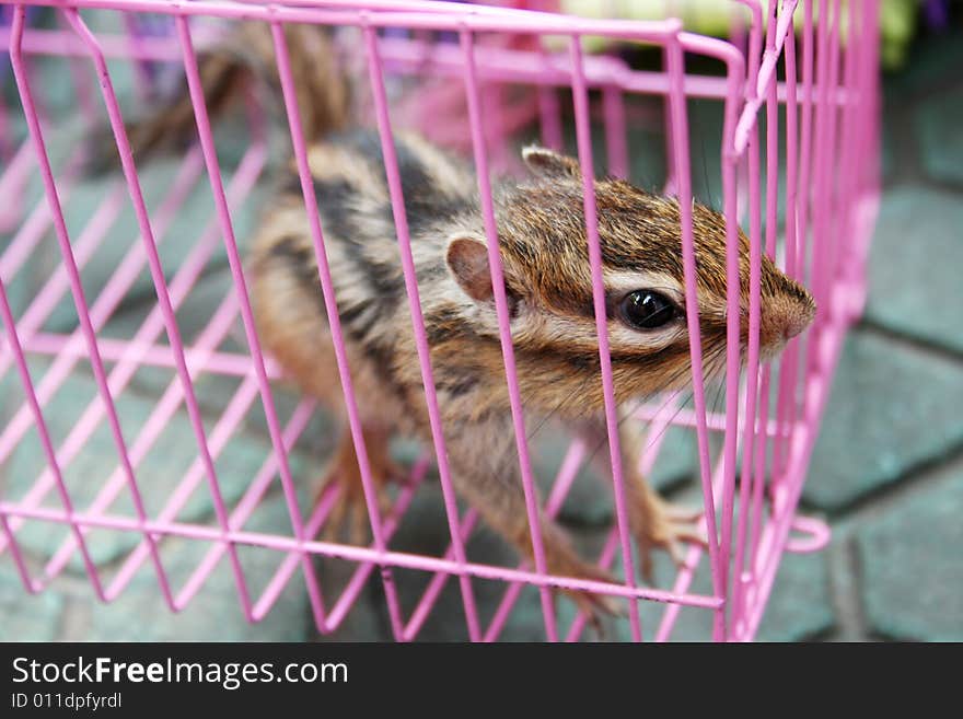 Chipmunk In Cage