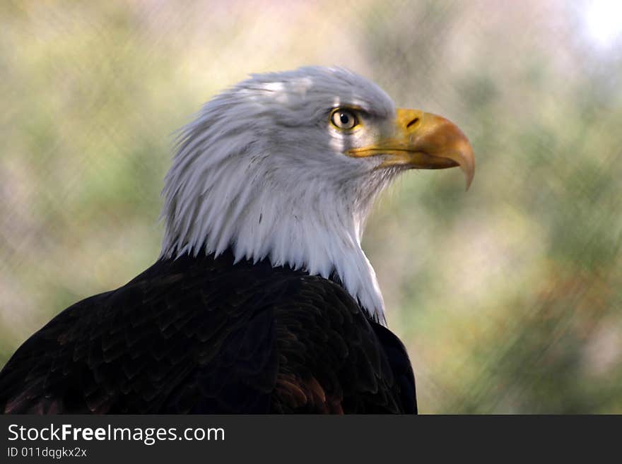 Bald Eagle