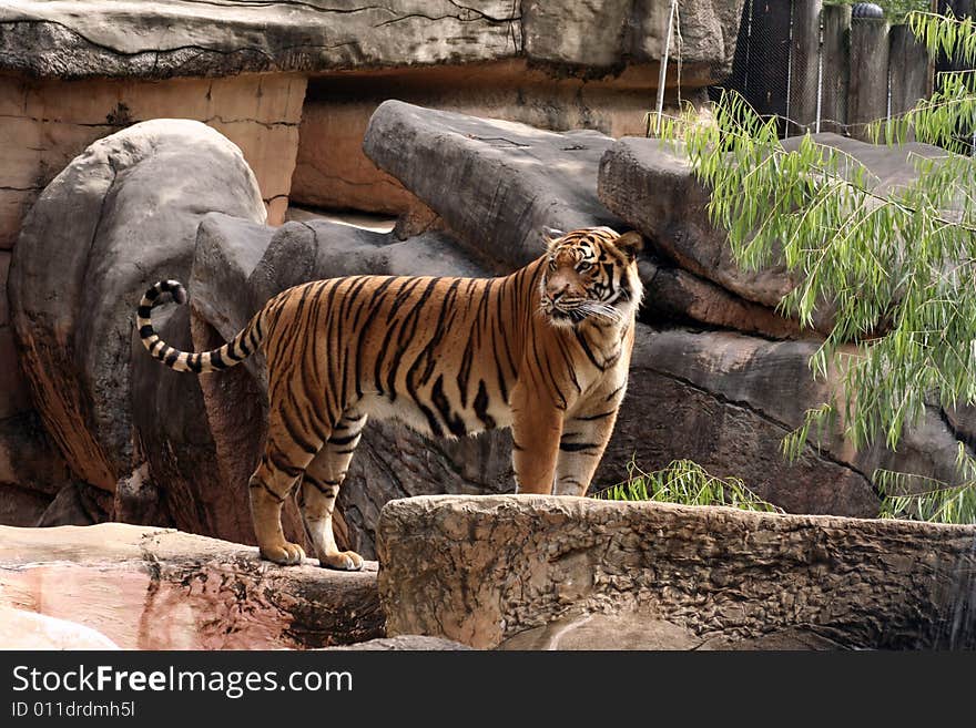 Tiger standing on top of rocks overlooking the Zoo. Tiger standing on top of rocks overlooking the Zoo.