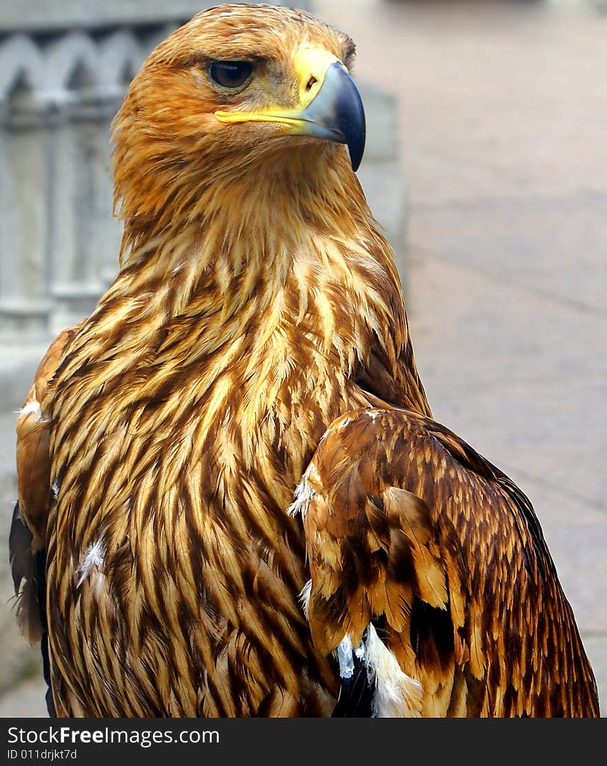 Portrait of a bald eagle against a neutral background.