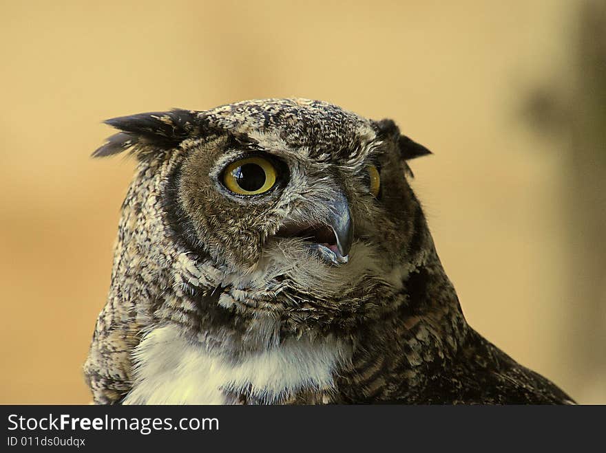 Single owl portrait with blurred background, very clear eyes and well defined feathers. Single owl portrait with blurred background, very clear eyes and well defined feathers