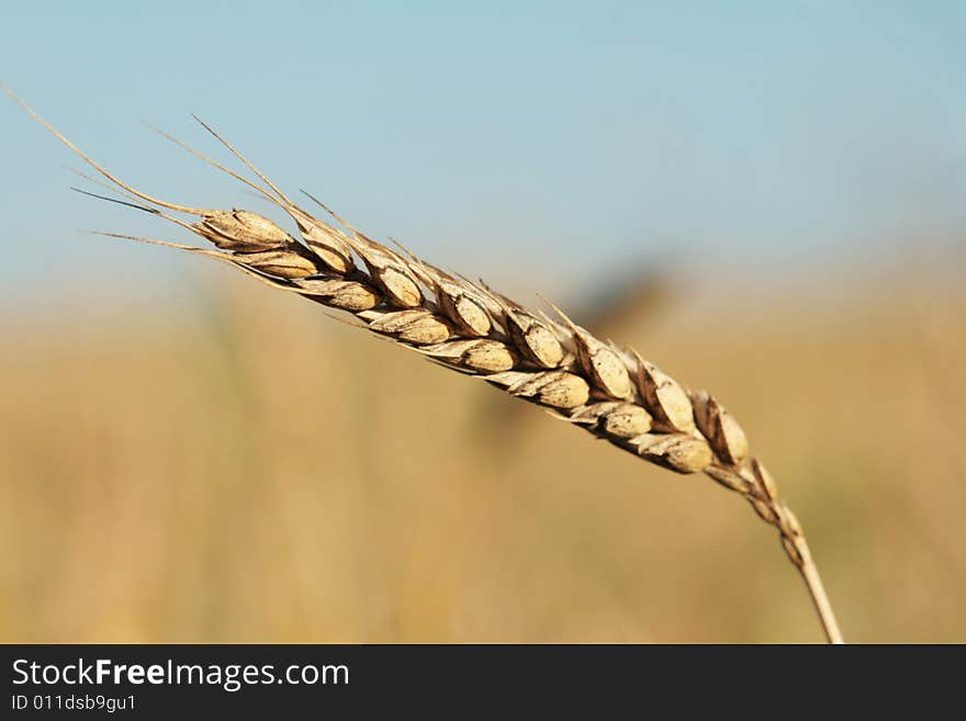 Ripe grain ear