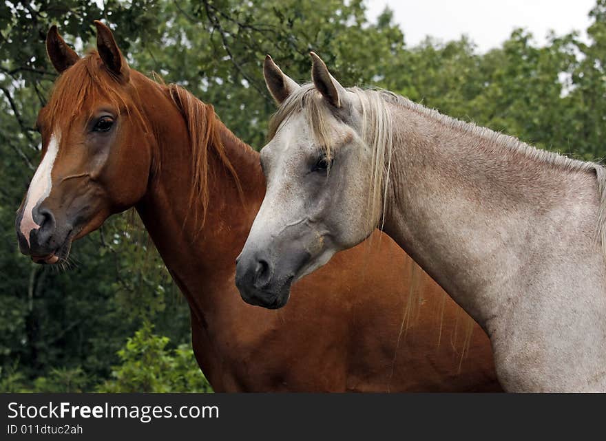 Two year old Arabian colts