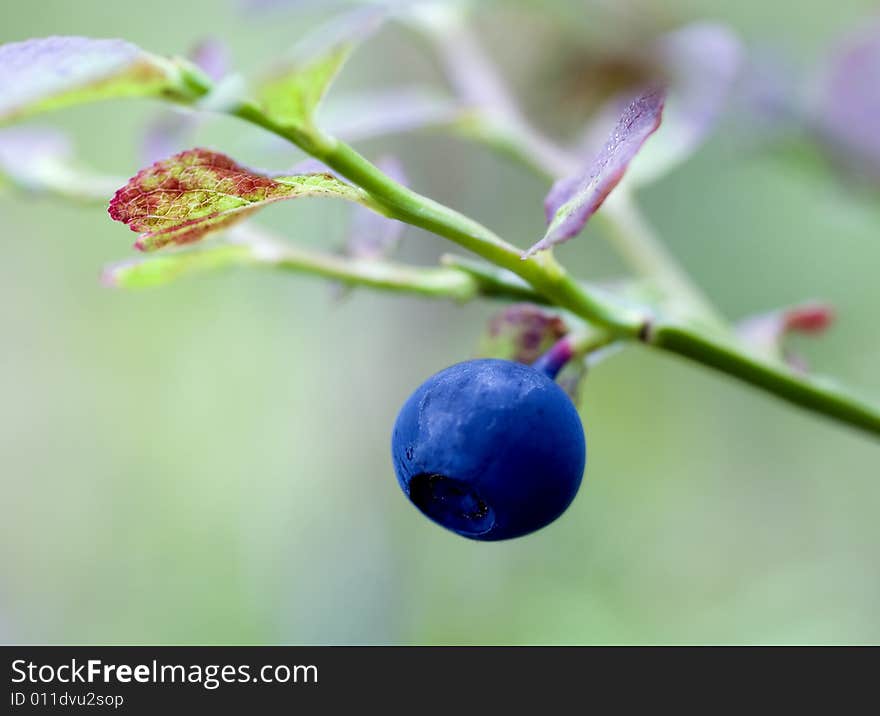 Close up view of bilberries. Close up view of bilberries