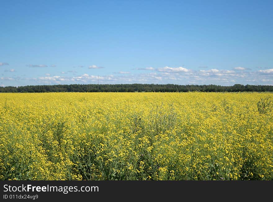 Rape  Field