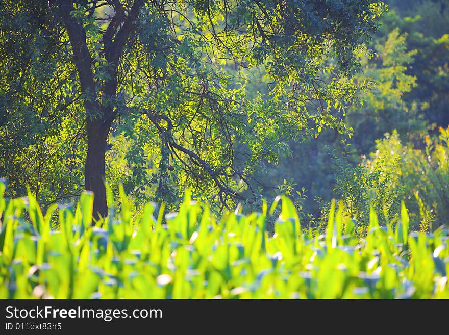 Vegetation