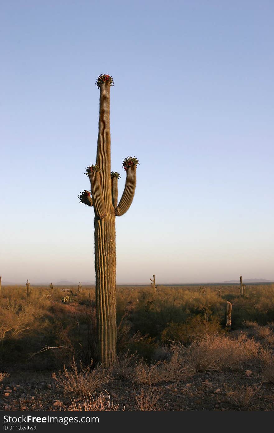 Saguaro Cactus